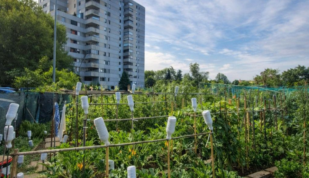 Orti urbani con bottiglie di plastica.